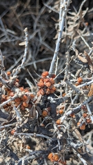 Hippophae rhamnoides