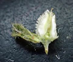 Cryptantha cycloptera