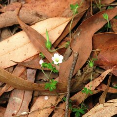 Geranium retrorsum