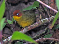 Cettia castaneocoronata