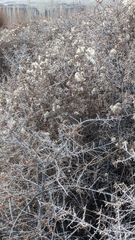 Hippophae rhamnoides