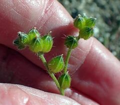 Cryptantha cycloptera