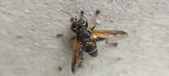 Eristalinae
