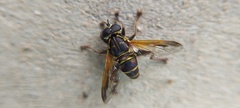Eristalinae