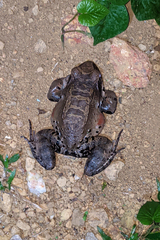Leptodactylus knudseni