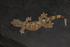 Thecadactylus rapicauda