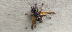 Eristalinae