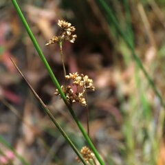 Juncus pallidus