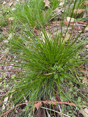 Festuca occidentalis