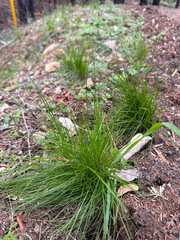 Festuca occidentalis