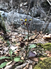 Packera obovata