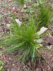Festuca occidentalis