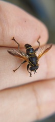 Eristalinae