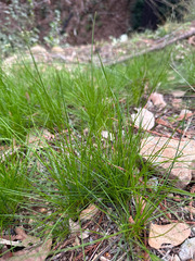 Festuca occidentalis