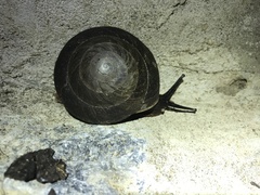 Caracolus