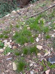 Festuca occidentalis