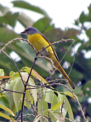 Pericrocotus ethologus