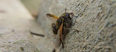 Eristalinae