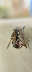 Eristalinae