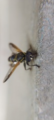 Eristalinae
