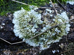 Xanthoparmelia cumberlandia