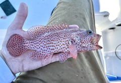 Cephalopholis cruentata