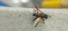 Eristalinae