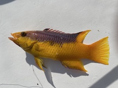 Bodianus rufus