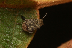 Acanthoscelides