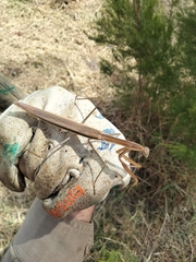 Tenodera australasiae