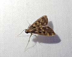 Hygraula nitens