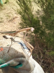 Tenodera australasiae