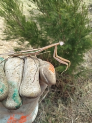 Tenodera australasiae