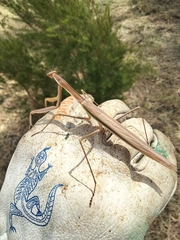 Tenodera australasiae