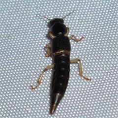 Pinophilus