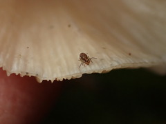 Dicyrtomidae