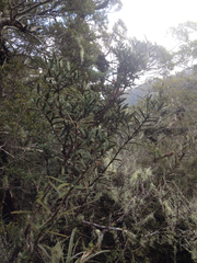 Pseudopanax linearis