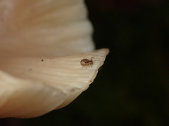 Dicyrtomidae