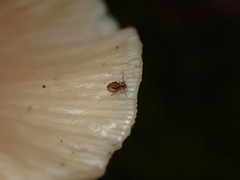 Dicyrtomidae