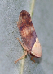 Brunotartessus fulvus