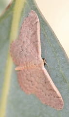 Idaea costaria