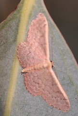 Idaea costaria