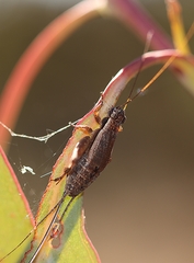 Eurepa marginipennis