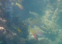 Lutjanus argentiventris