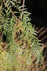 Schinus molle