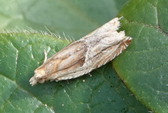 Ancylis comptana