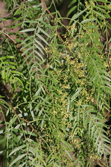 Schinus molle