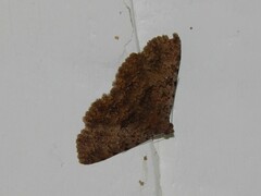 Polydesma umbricola