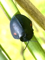 Cyrtonota
