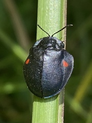 Cyrtonota